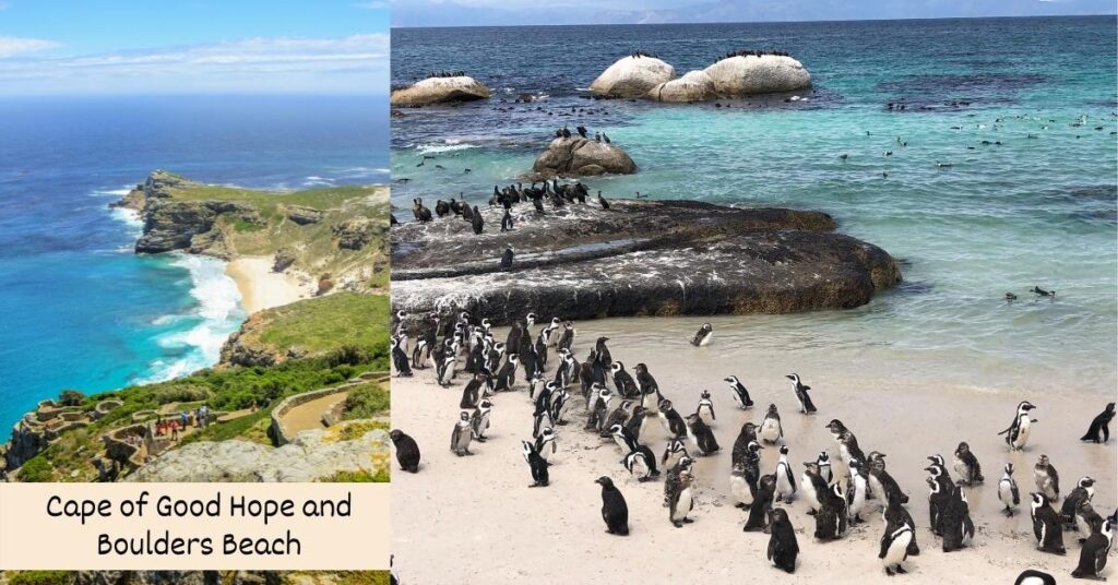 2 images - penguins on boulders beach and cape good hope - 2-weeks in South Africa