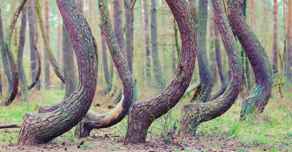 crooked trees at Gmina Gryfino in Poland - 2 Weeks in Poland Itinerary