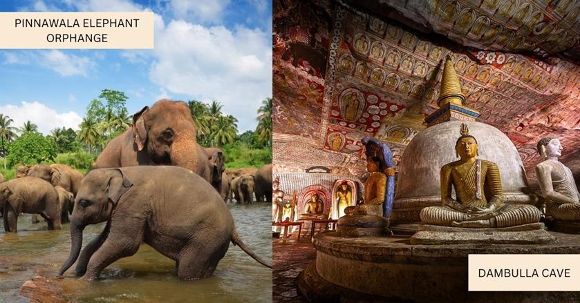 2 images - Elephants at Pinnawala Elephant Orphanage and Dambulla Cave