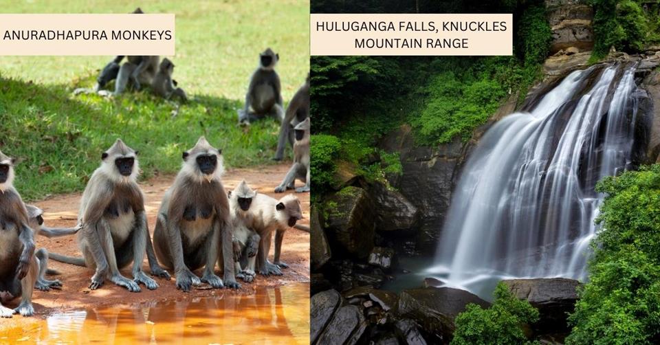2 images - Monkeys at Anuradhapura and Huluganga Falls at Knuckles Mountain Range Sri Lanka